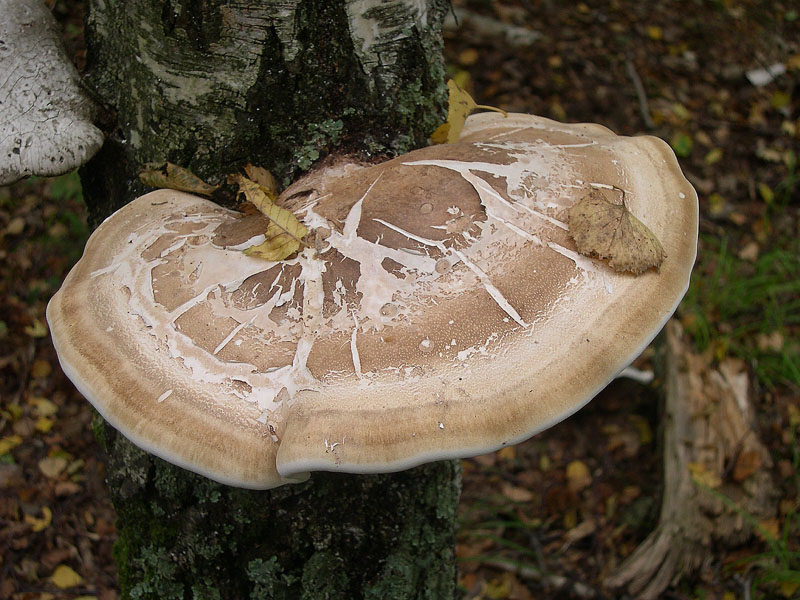 Piptoporus betulinus